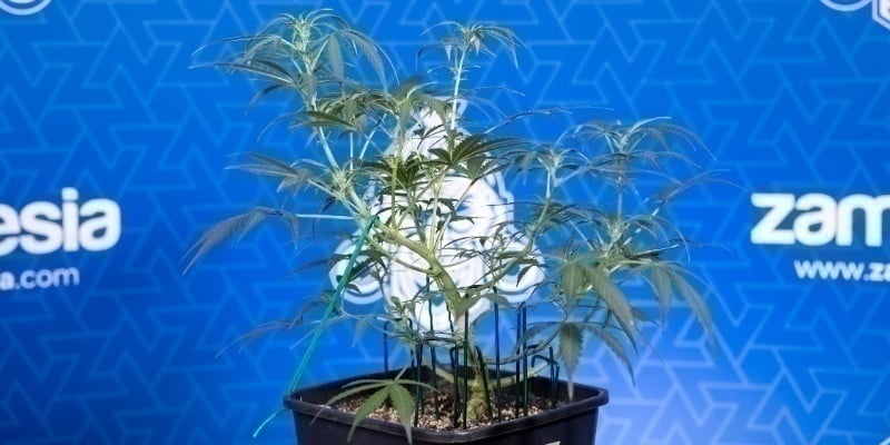 Sinais de que a sua planta está pronta
