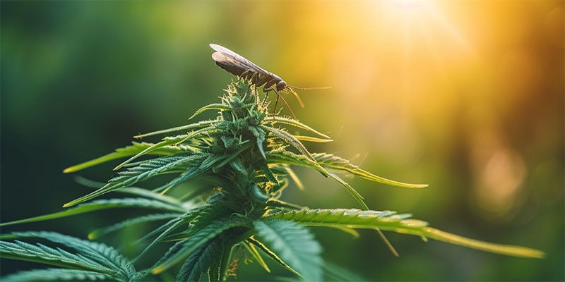 Uma abordagem natural ao controlo de pragas no cultivo de canábis