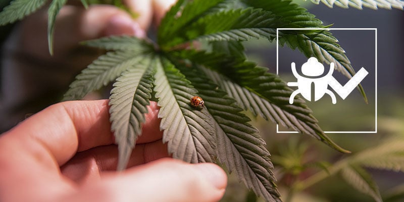 Insetos que ajudam no cultivo de cannabis