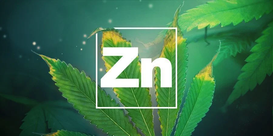 Deficiência de zinco