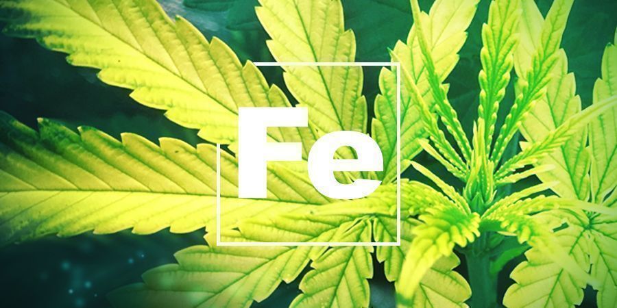 Deficiência de ferro