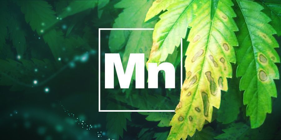 Deficiência de manganês