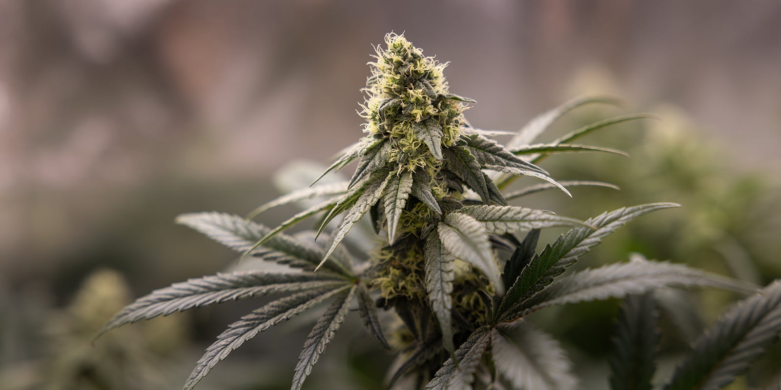Understanding cannabis pre-flowers Understanding cannabis pre-flowers