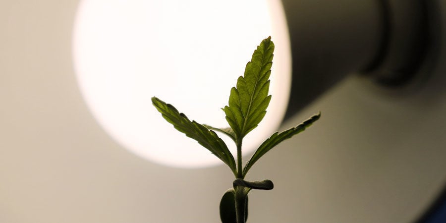 requisitos para plântulas saudáveis: iluminação de qualidade