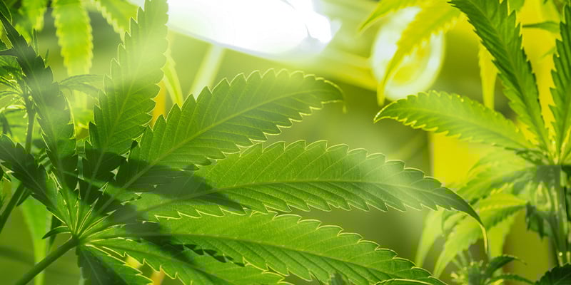 Melhores condições para a fase vegetativa de cultivo de canábis