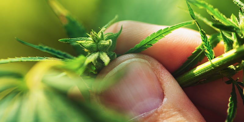 Identificação do sexo das plantas de canábis durante a fase vegetativa