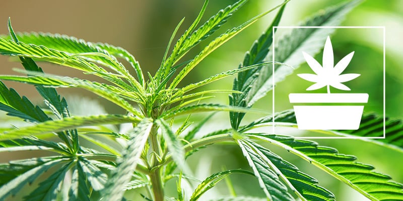 A fase vegetativa do cultivo de canábis