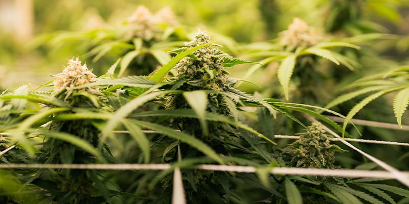 Melhores condições da sala de cultivo para a fase de floração