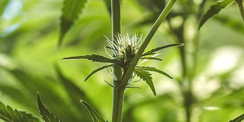 Inicial da floração