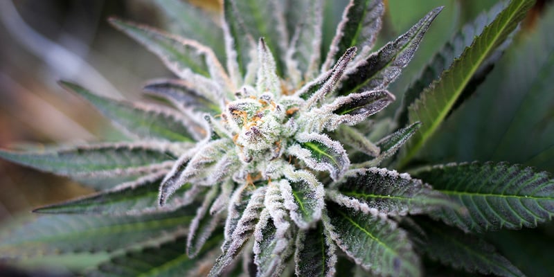 Quanto tempo dura a fase de floração da cannabis?