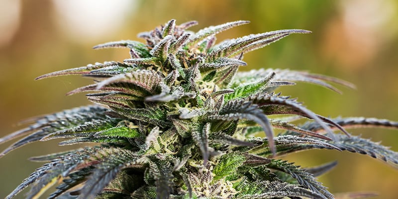 Domina a fase de floração da canábis