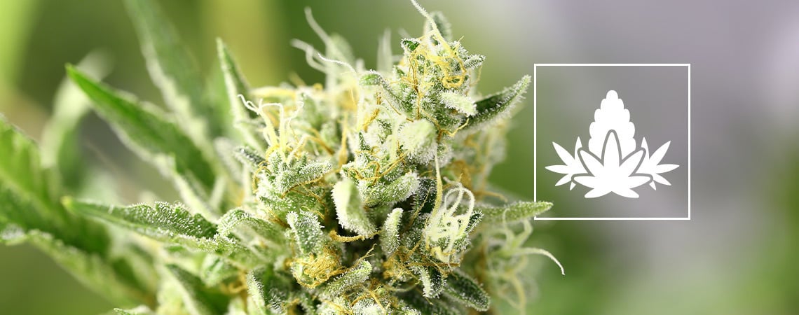 A fase de floração do cultivo de canábis
