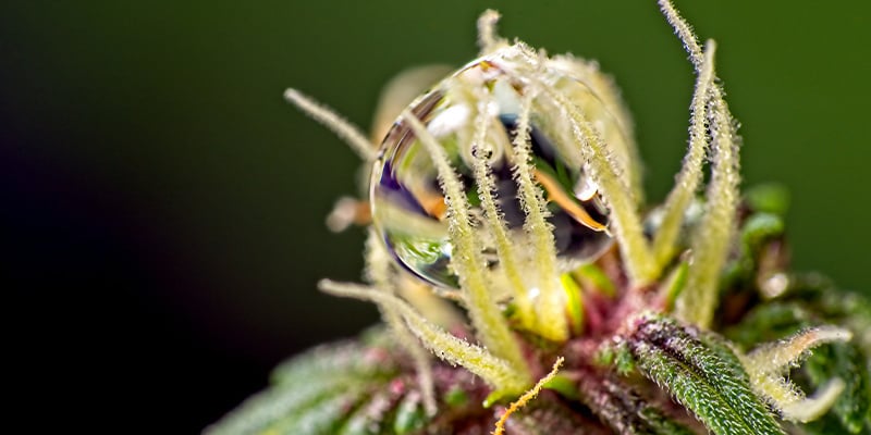 Rega durante a fase de floração