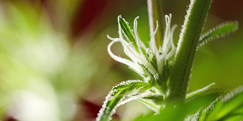 O que é a fase de floração?