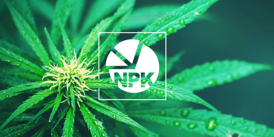 NPK: Qual é a melhor proporção para cultivar canábis
