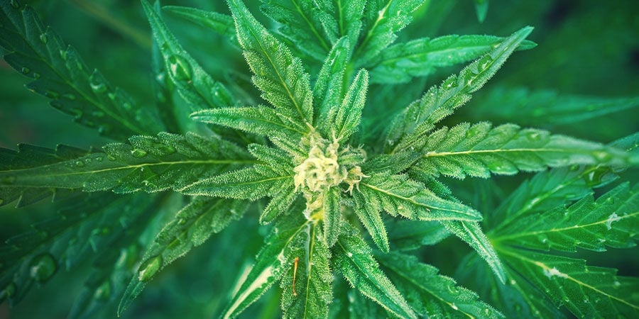 Como Usar Fertilizantes NPK para Cultivar Cannabis