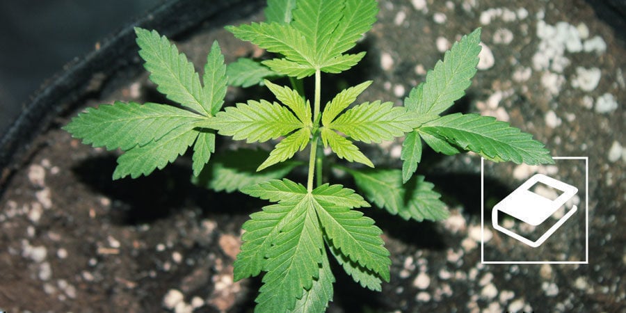 Guia Simples dos Ratios NPK para Fertilizantes de Marijuana