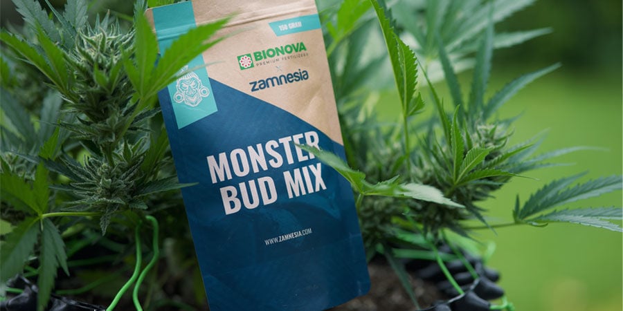 Que nutrientes precisam as plantas de canábis autoflorescentes?