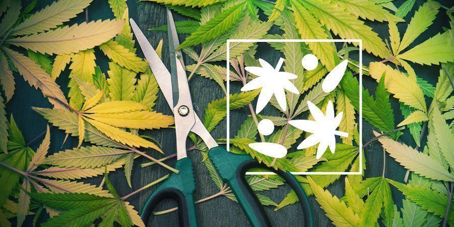 O que fazer com as folhas e aparas de canábis que sobram