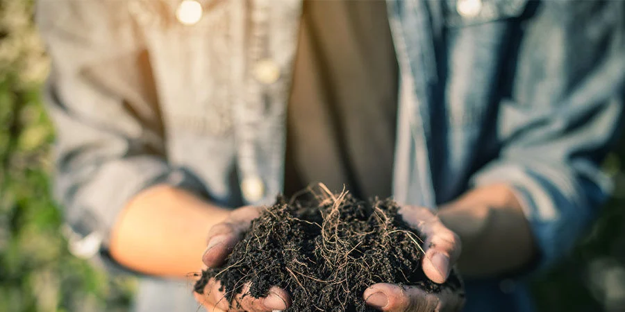 Utilize folhas de canábis para compostagem