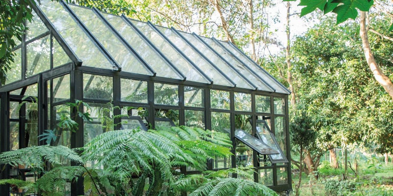 Como camuflar as suas plantas de canábis no exterior
