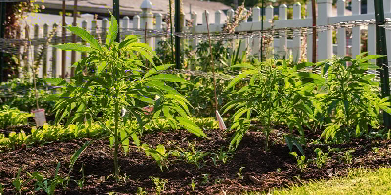 Porque é importante camuflar o seu cultivo de canábis no exterior?
