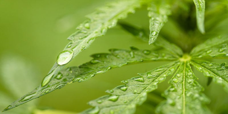 Deve pulverizar óleo de neem no solo ou nas folhas?