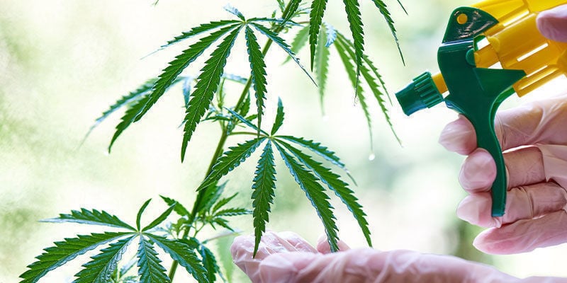 Como funciona o óleo de neem