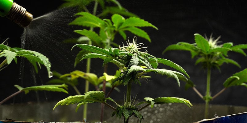Como usar óleo de neem em plantas de canábis de interior