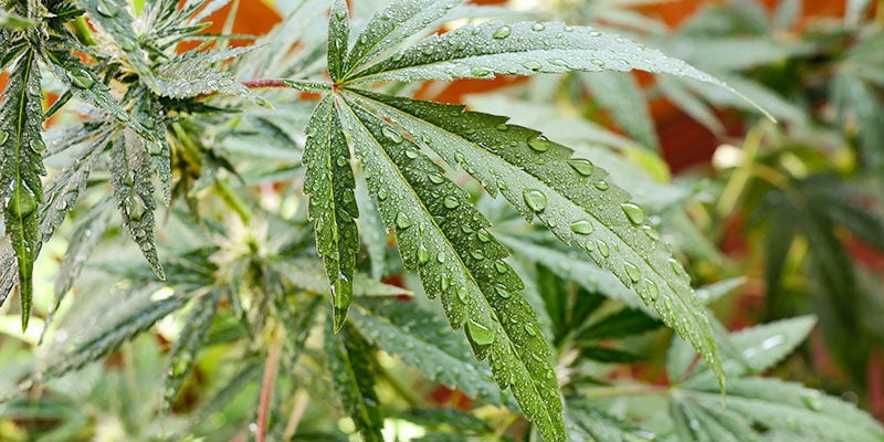 Como usar óleo de neem em plantas de canábis exteriores