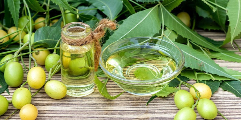 O óleo de neem é seguro para plantas de canábis?
