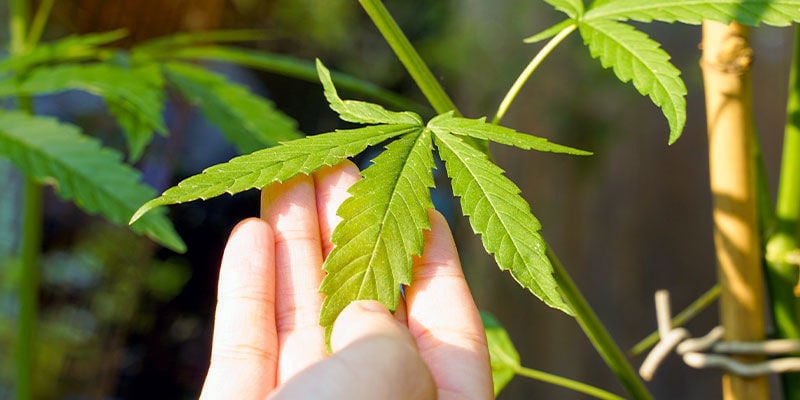 Dicas para usar óleo de neem em plantas de canábis