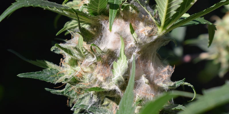 O que acontece se guardar cannabis de forma incorreta?