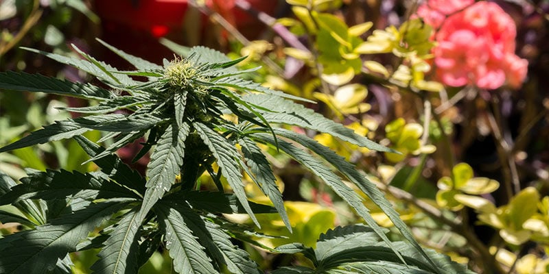 O cultivo de plantas companheiras traz diversos benefícios