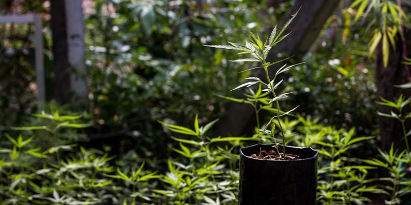 Experimente cultivar no jardim