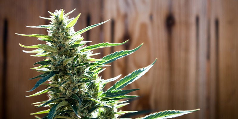Dicas para quem cultiva no jardim