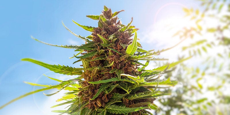 Por que cultivar canábis no seu jardim?