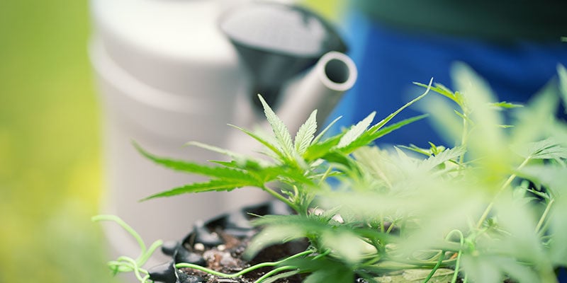 Como lavar plantas de canábis