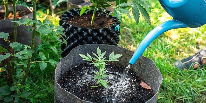Após a fertilização