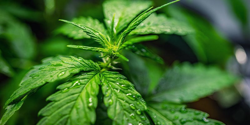Quando se muda do crescimento vegetativo para a floração (opcional)