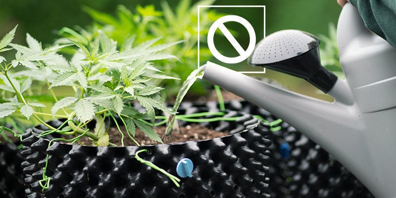 Quando evitar o enxaguamento da cannabis?