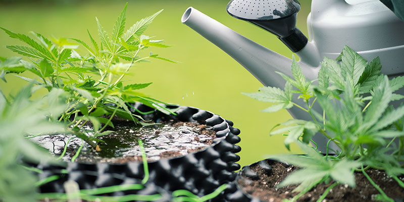 Porque fazer o flush em plantas de canábis?