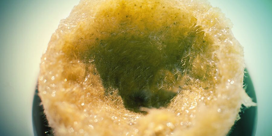 Cultivo de canábis em rockwool: Preparação