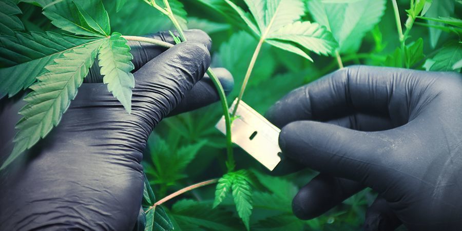 Cultivar canábis em lã de rocha: clonagem e enraizamento de estacas