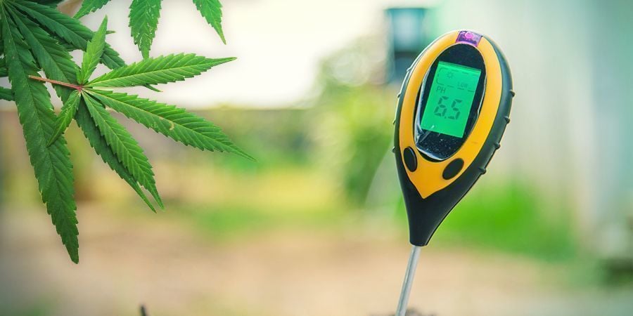Cultivo de canábis em lã de rocha: vegetação