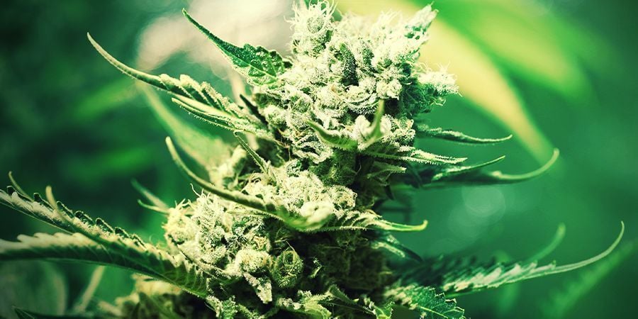 Cultivo de canábis em Rockwool: FLORAÇÃO