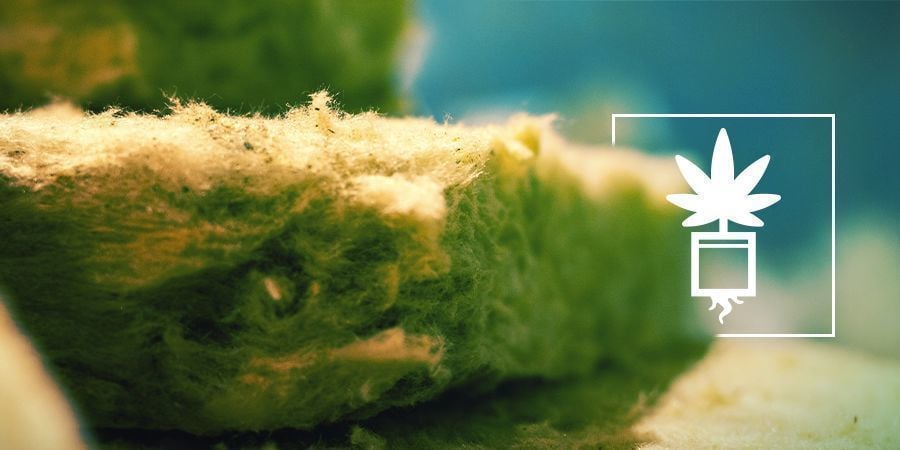 Cultivo de canábis em lã de rocha