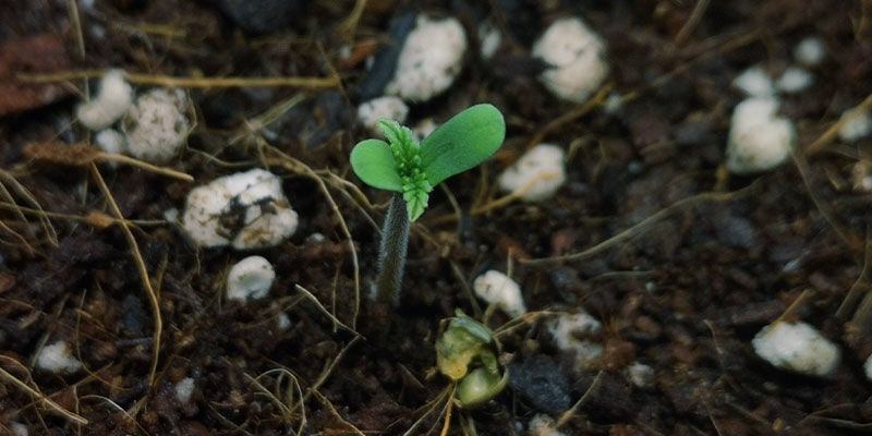 Germinação e fase de plântula