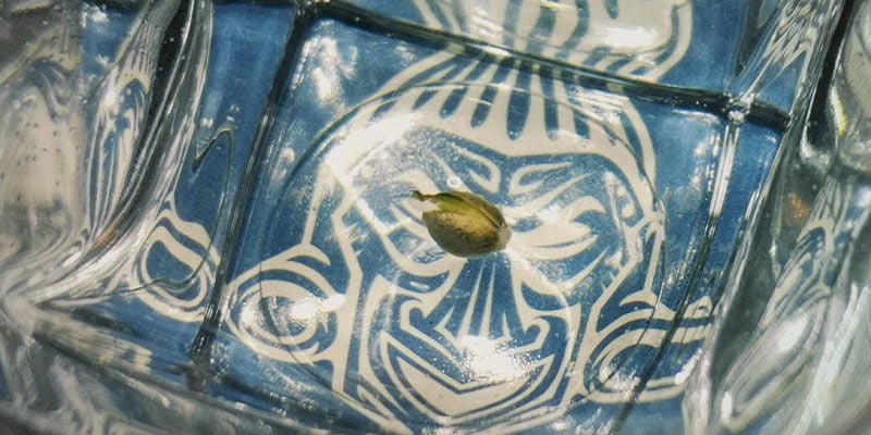 Germinação e fase de plântula
