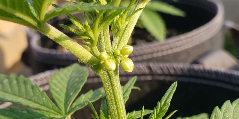 G&eacute;nero das plantas: plantas masculinas vs. femininas